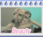 Beauty the Dog
