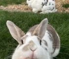 Thumper the Rabbit