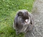 Milo the Rabbit
